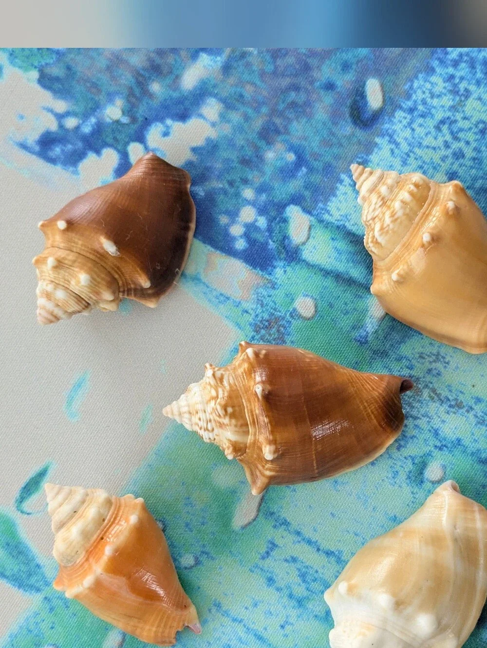 Assorted Natural Florida Fighting Conchs Seashell Gift Box